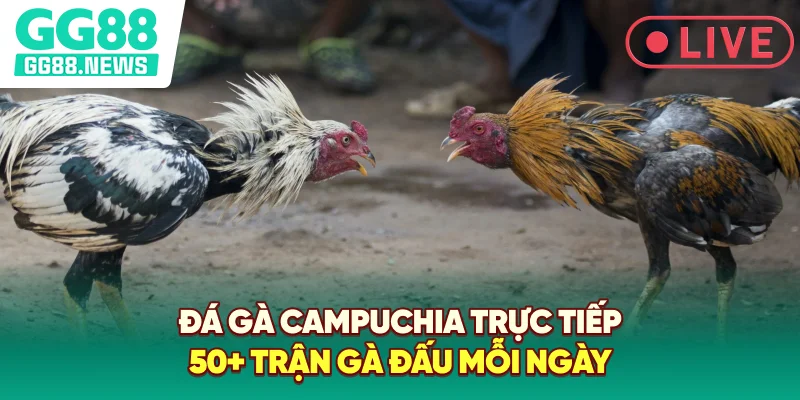 Đá Gà Campuchia