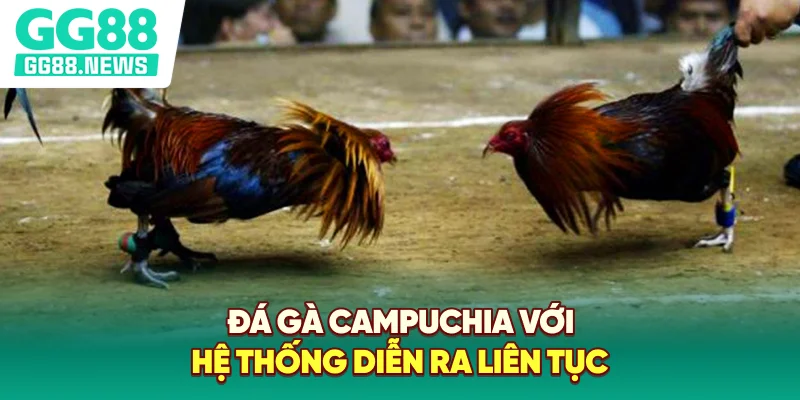 Đá gà Campuchia với hệ thống diễn ra liên tục Đá gà Campuchia với hệ thống diễn ra liên tục