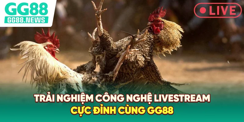 Trải nghiệm công nghệ livestream cực đỉnh cùng GG88 Trải nghiệm công nghệ livestream cực đỉnh cùng GG88