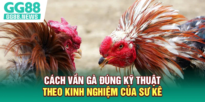 Cách Vần Gà Đúng Kỹ Thuật Theo Kinh Nghiệm Của Sư Kê