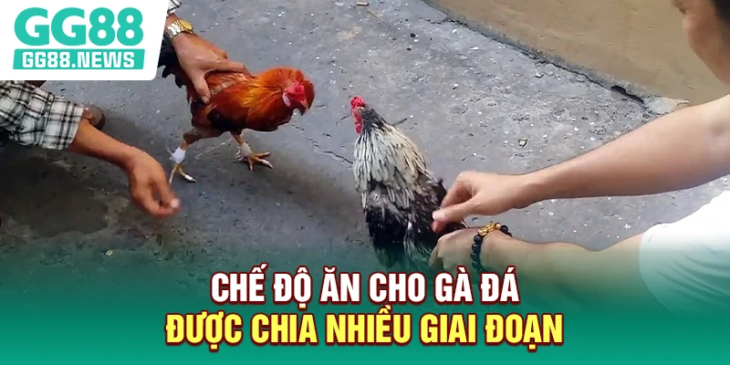 Chế độ ăn cho gà đá được chia nhiều giai đoạn