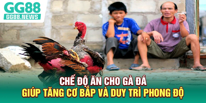Chế Độ Ăn Cho Gà Đá Giúp Tăng Cơ Bắp Và Duy Trì Phong Độ