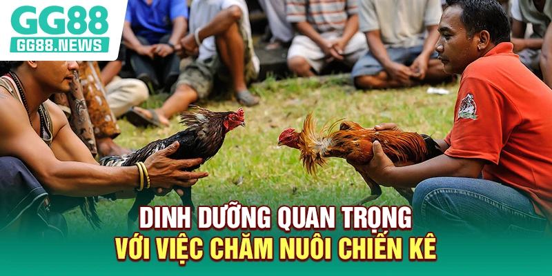 Dinh dưỡng quan trọng với việc chăm nuôi chiến kê