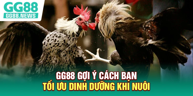 GG88 gợi ý cách bạn tối ưu dinh dưỡng khi nuôi