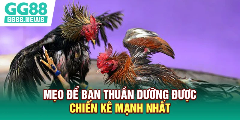 Mẹo để bạn thuần dưỡng được chiến kê mạnh nhất