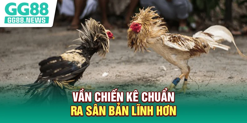 Vần chiến kê chuẩn ra sân bản lĩnh hơn